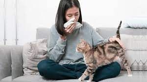 Do Cat Allergy Shots Work for Older Adults?